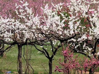 Cambiamenti climatici, caldo shock: margherite, mimose e peschi in fiore