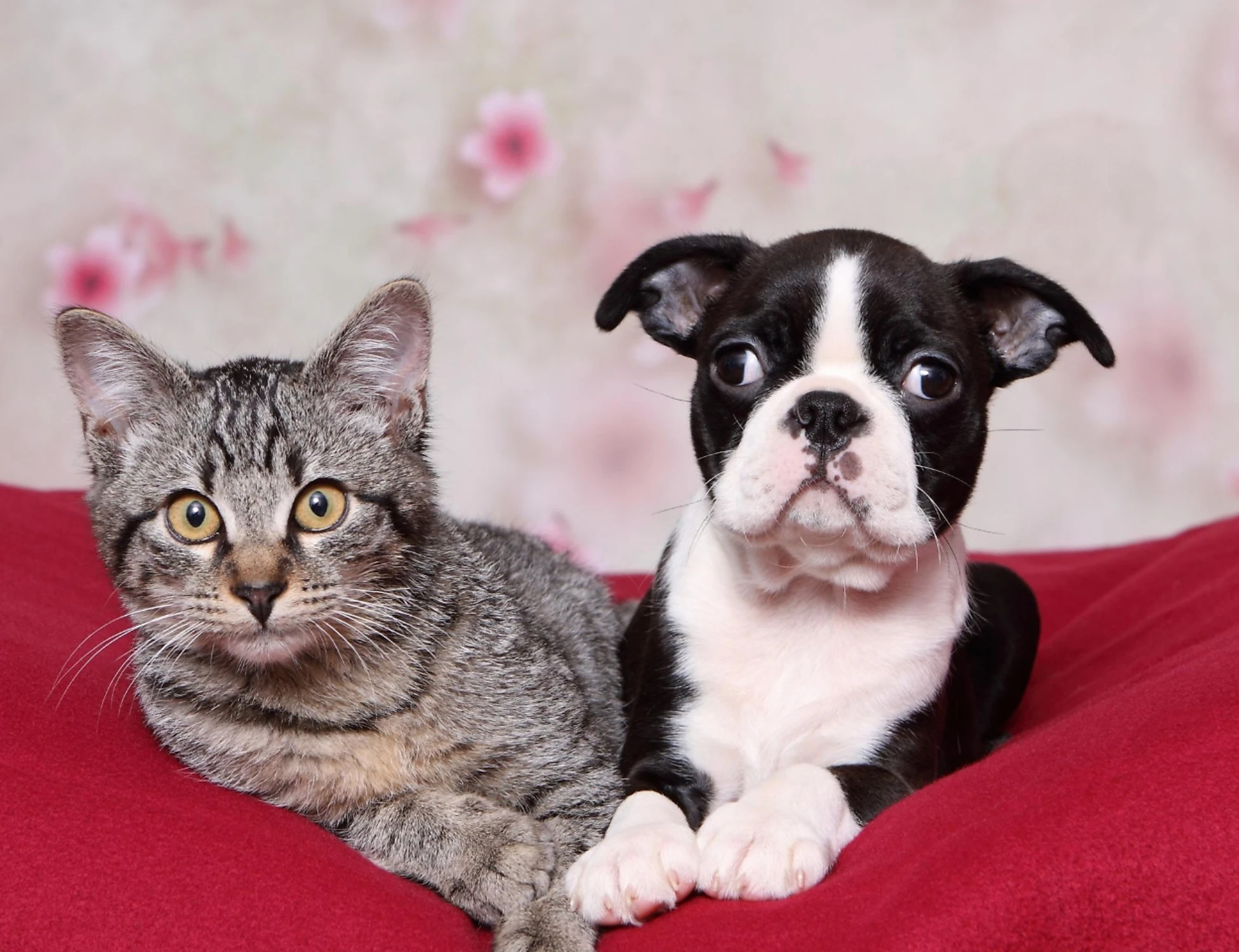 Ecco come far passare delle buone feste ai nostri animali