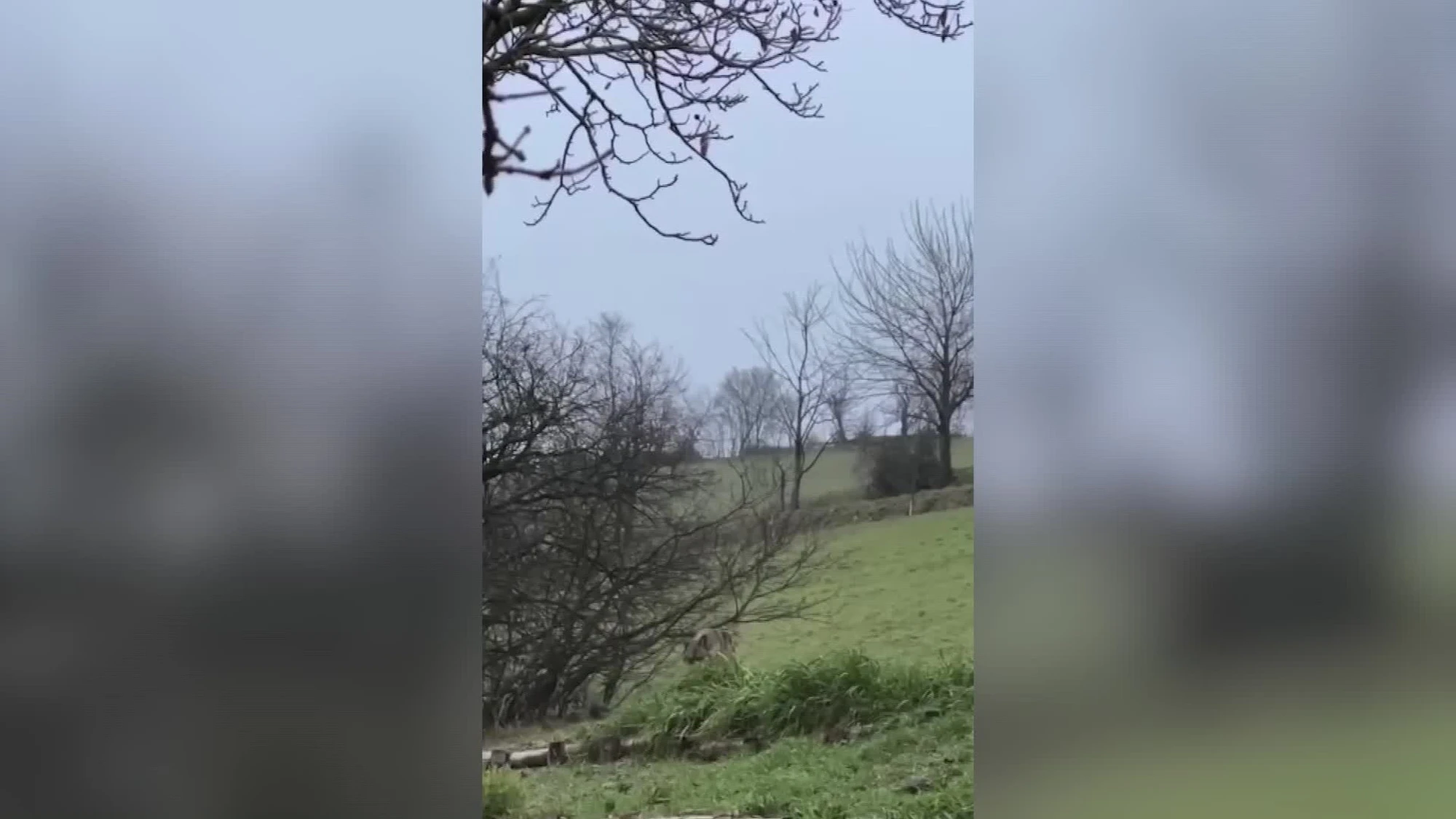 Avvistato un lupo sui colli bolognesi, il Comune fa un'ordinanza