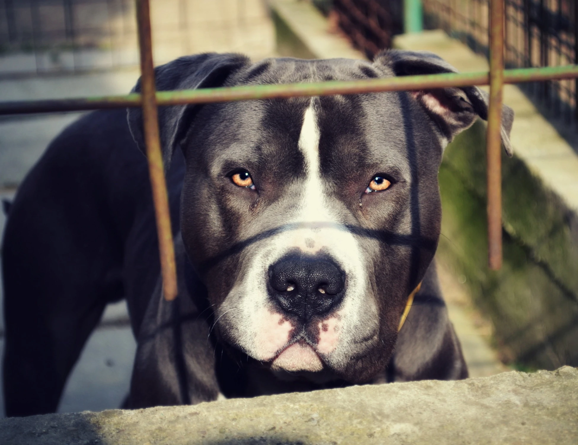 Pitbull costretti a combattere a morte davanti ai bimbi: orrore a Gela