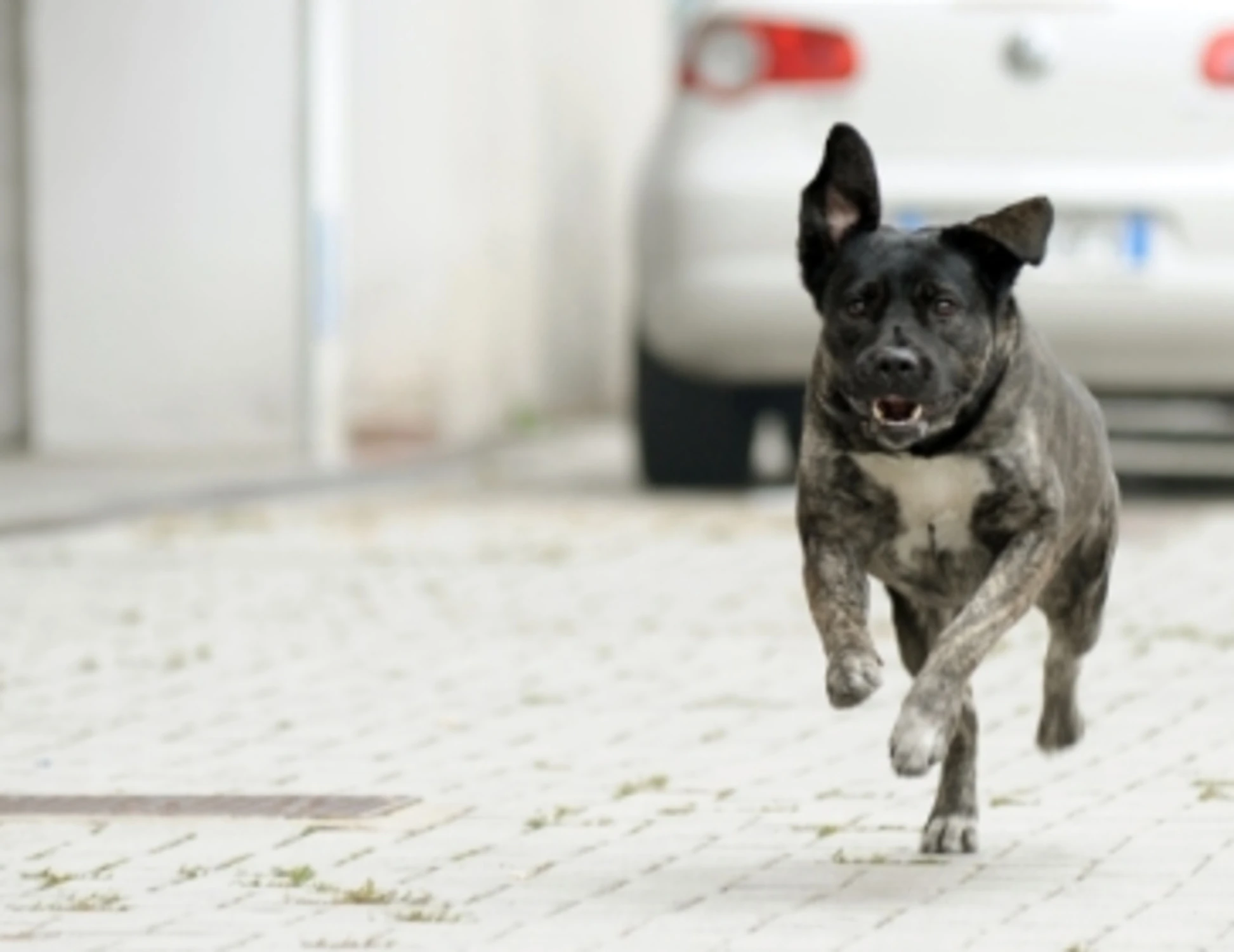 L'agente Gilda è un pitbull del commissariato della polizia di Stato di Quarto Oggiaro, a Milano. La trovatella, oggi, fa parte a tutti gli effetti dell'organico.