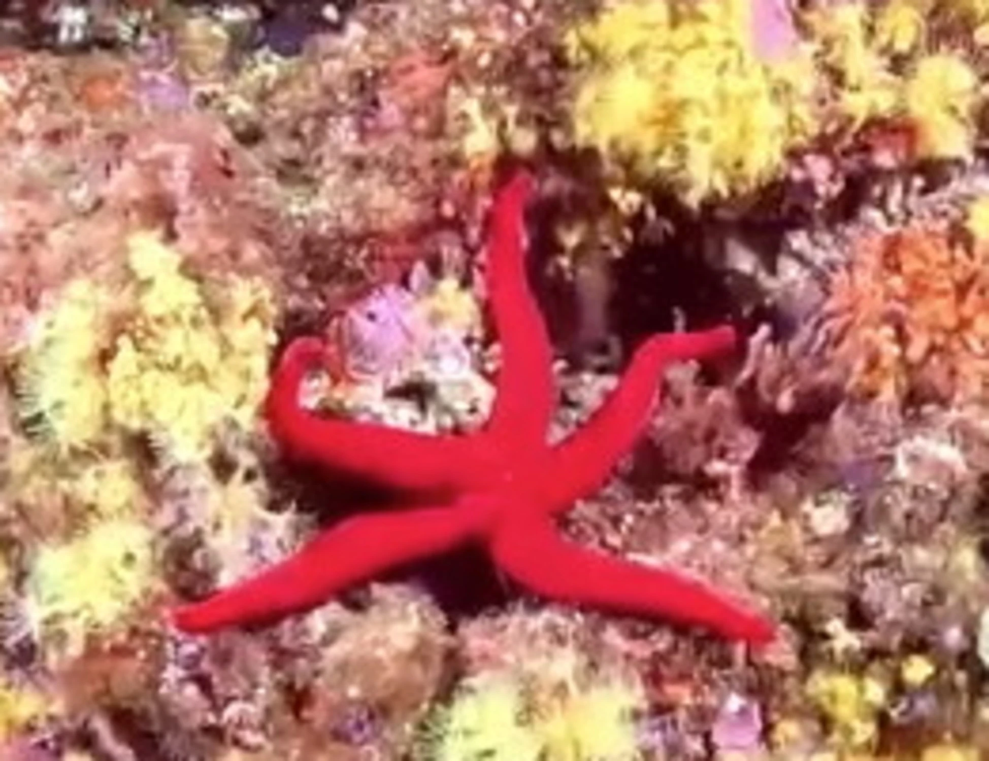 Barriera corallina a Napoli: un video clamoroso