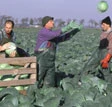 Immigrati, rapporto Bankitalia