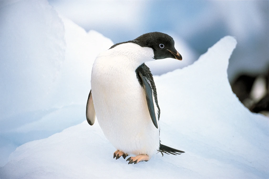 Nasce primo pinguino italiano