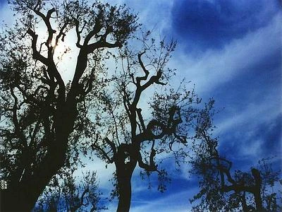 Il 21 marzo giornata dedicata alla "Festa della Primavera e dell'Albero"