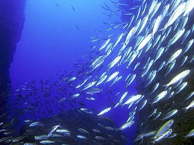 Wwf chiede a parlamentari europei di salvare la pesca, il mare e l'industria ittica