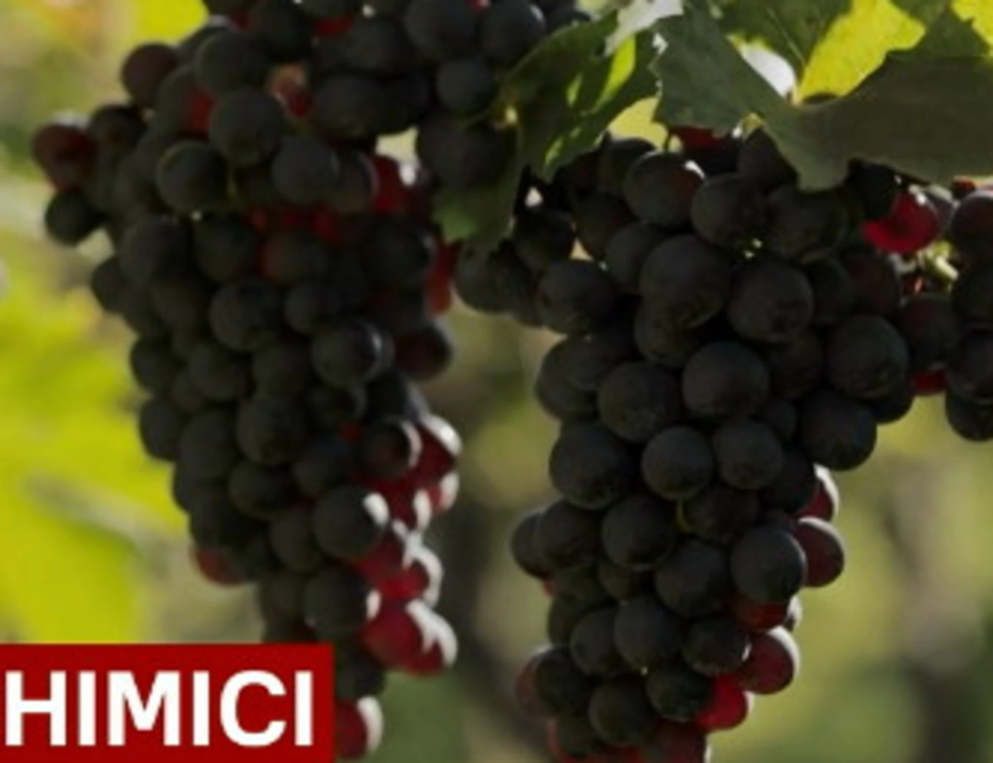 Report, Piero Riccardi lodato come "vignaiolo senza avidità"? Cosa non torna