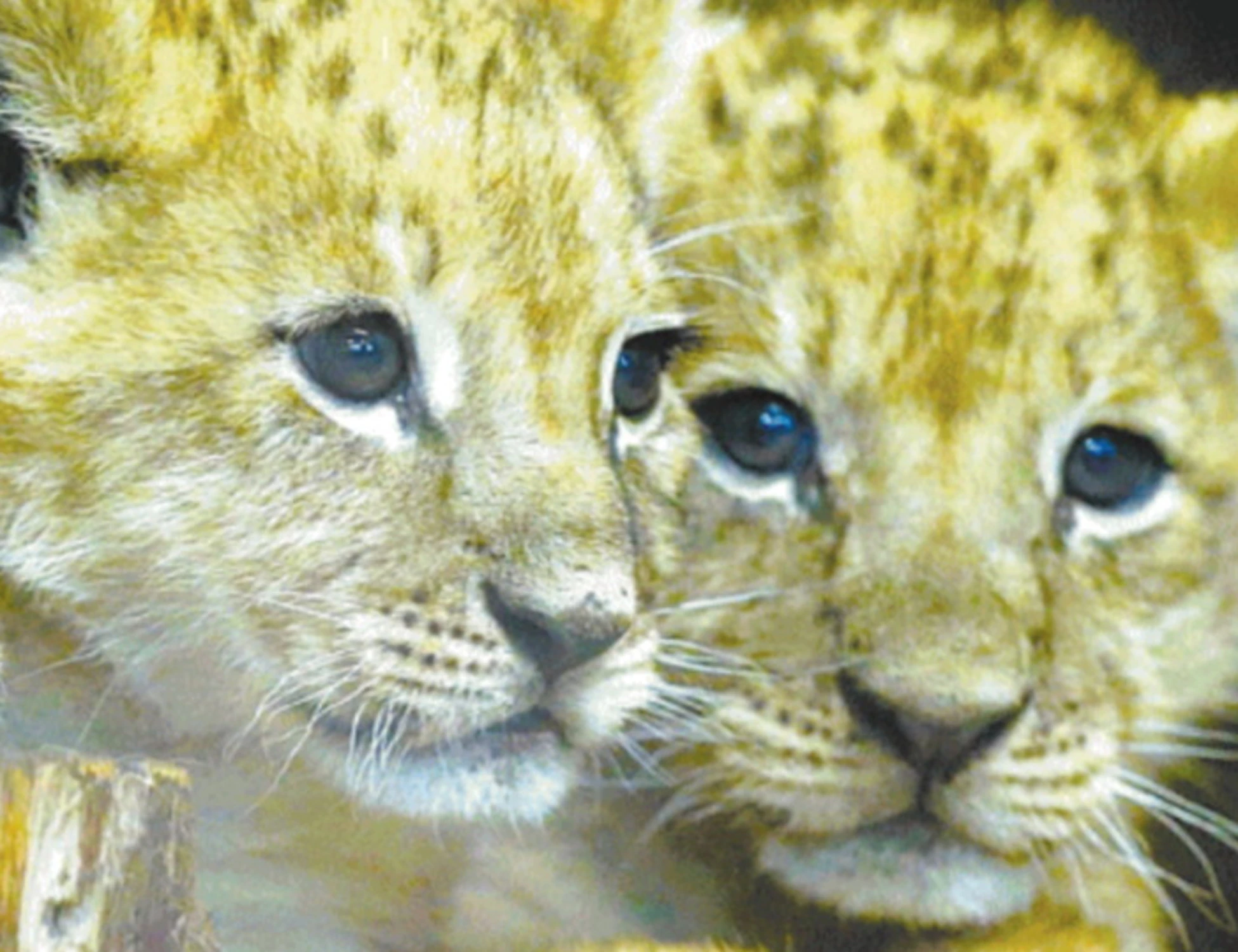 La leonessa in gabbia non allatta i cuccioli: lo zoo li sopprime