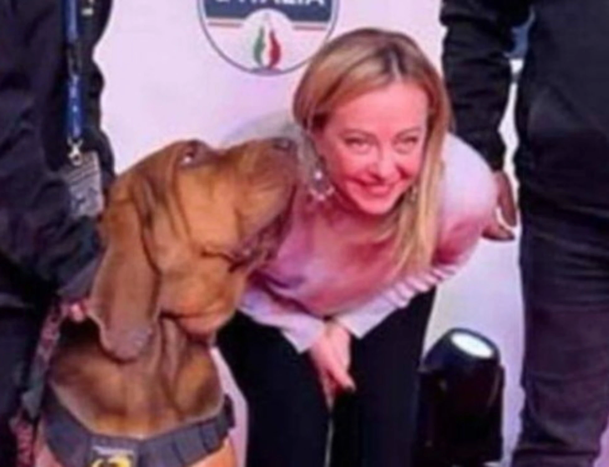 Ucciso Bruno, il cane eroe premiato da Meloni: una morte orribile