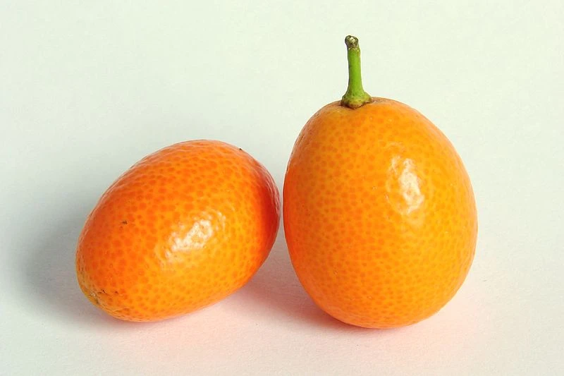 Striscia la Notizia e il kumquat, i poteri miracolosi del mandarino cinese: non solo sistema nervoso e pelle