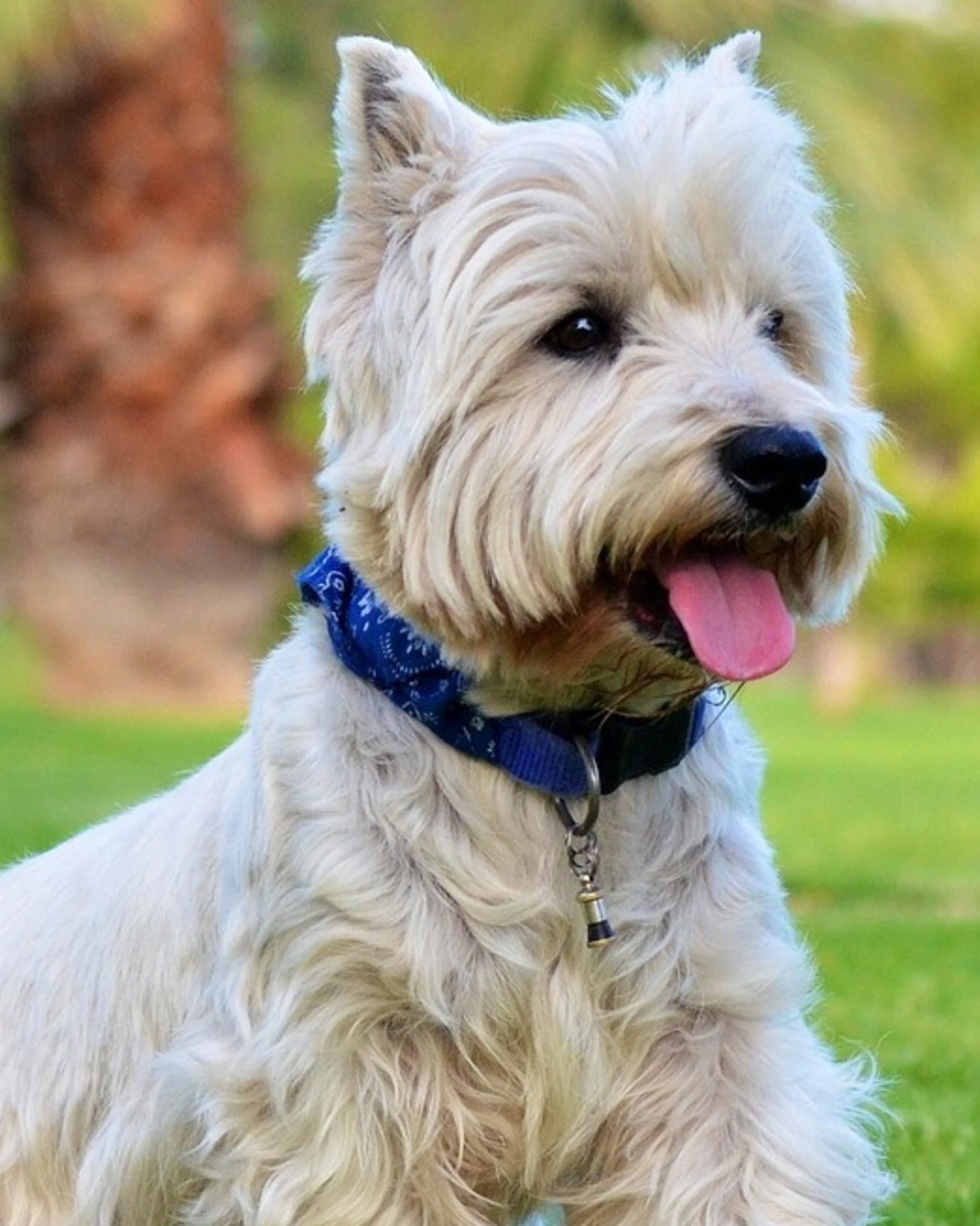 San Marino, uccideva decine di cani con topicida e chiodi