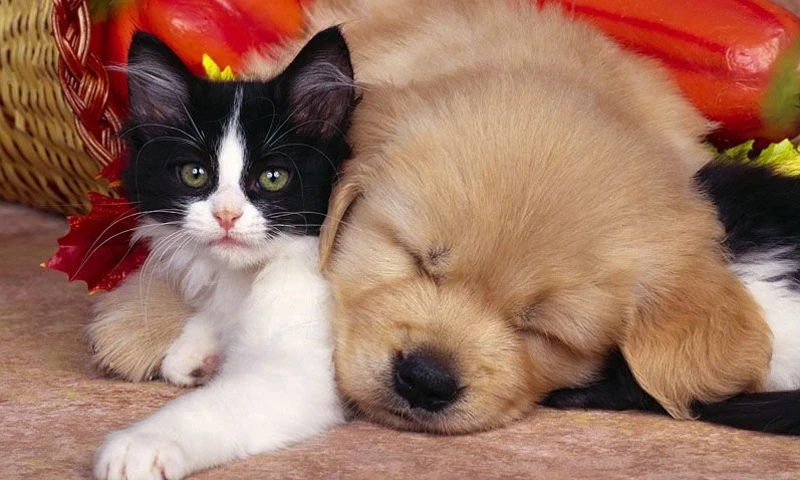 L'auto? E' un diritto animale:arriva il taxi per cani e gatti