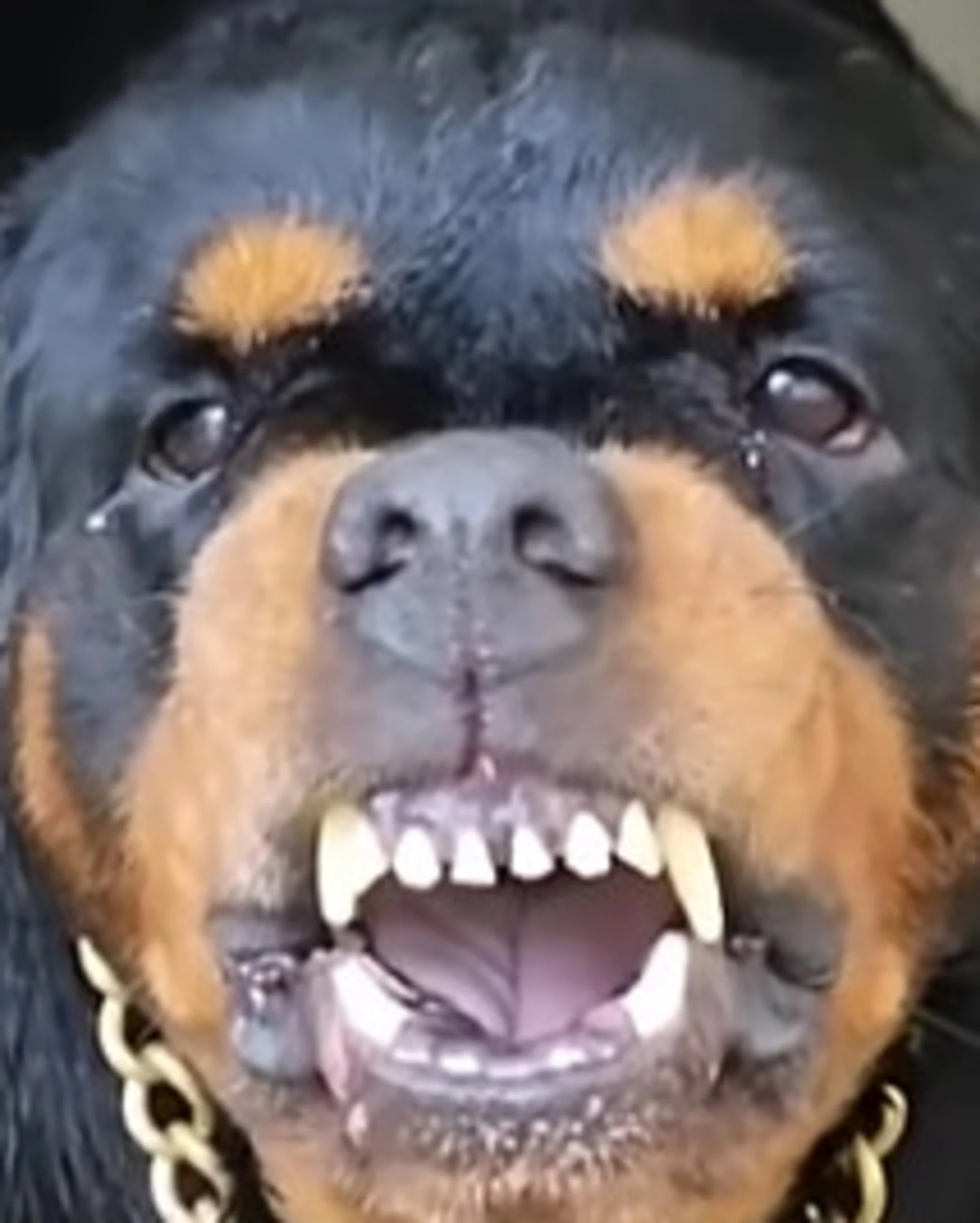 Pisa, rottweiler sbrana 50enne: in che condizioni la ha ridotta