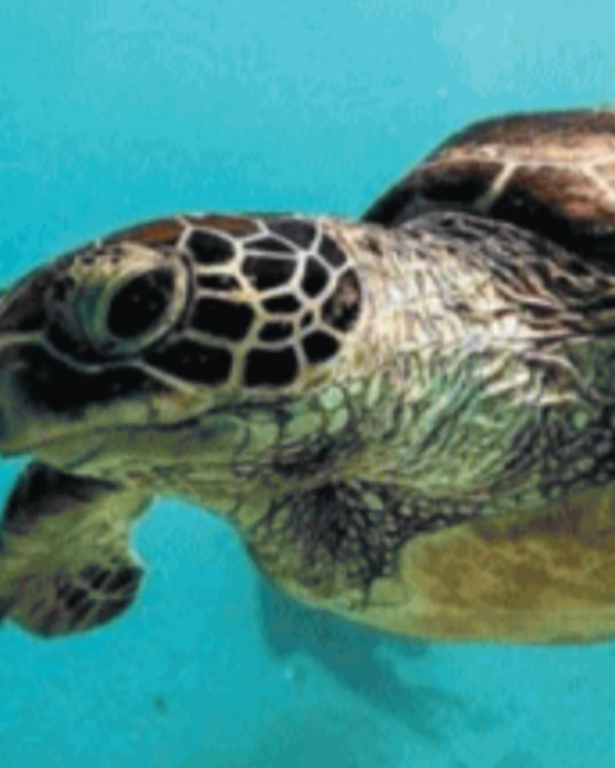 Tartarughe marine, tane in Liguria: cosa succede