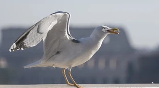 Capri, gabbiano ruba un panino e viene ucciso a sassate: rissa in spiaggia, feriti e sangue ovunque