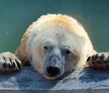 Ci son due coccodrilli e un orango tango...