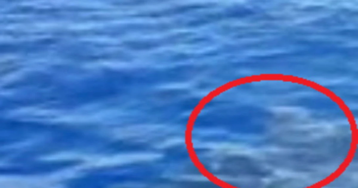 Lampedusa, visione impensabile e paura per un'imbarcazione da pesca: proprio davanti a lei uno squalo 
