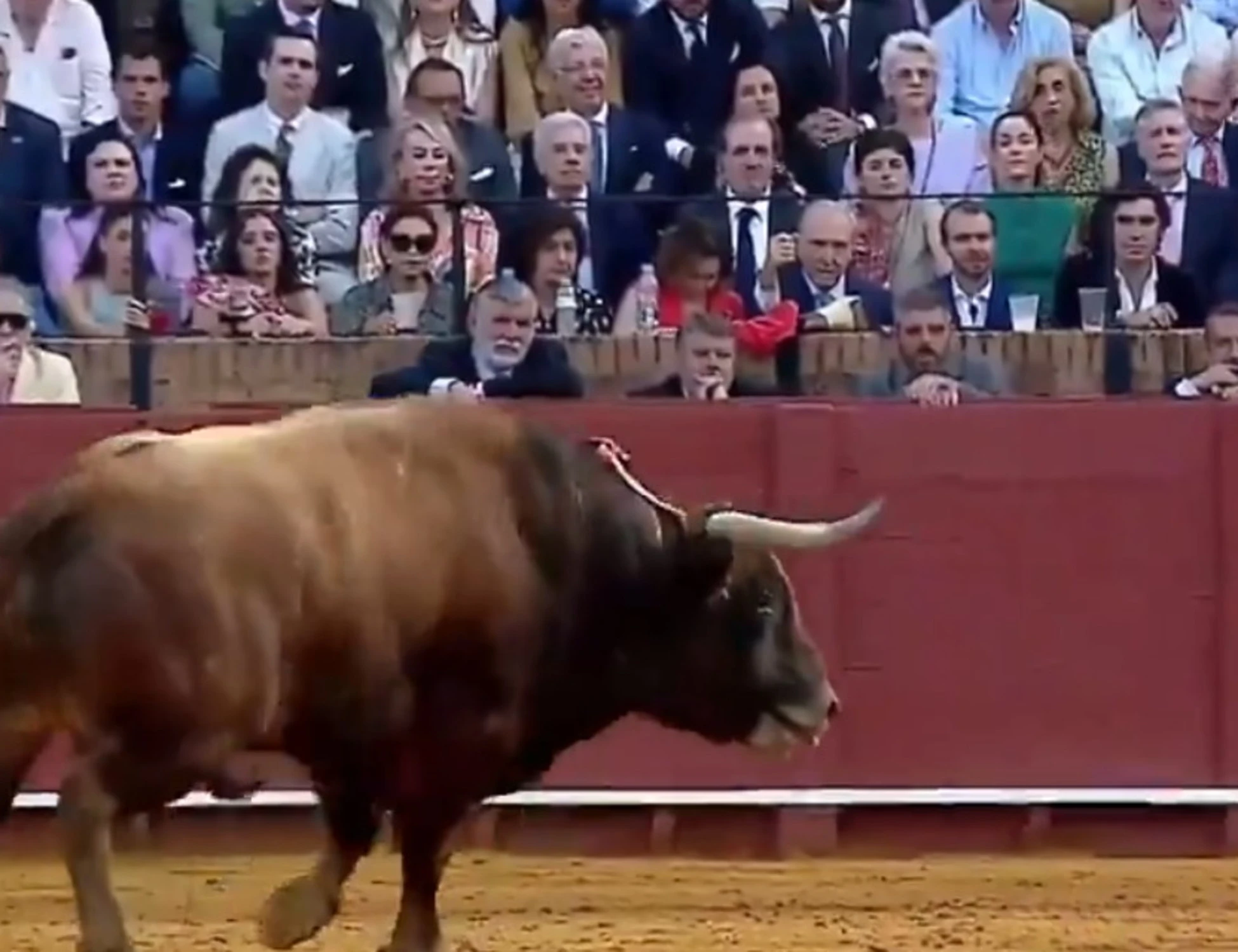 Voi andreste a vedere dal vivo una corrida?