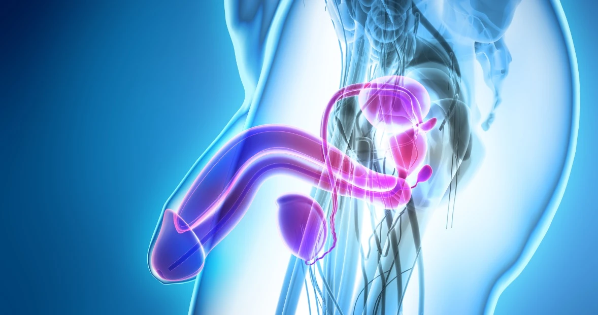 Il pene si trasforma in un osso. La bruttissima malattia e la terrificante metamorfosi