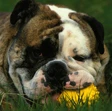 Il bulldog si mette a dieta