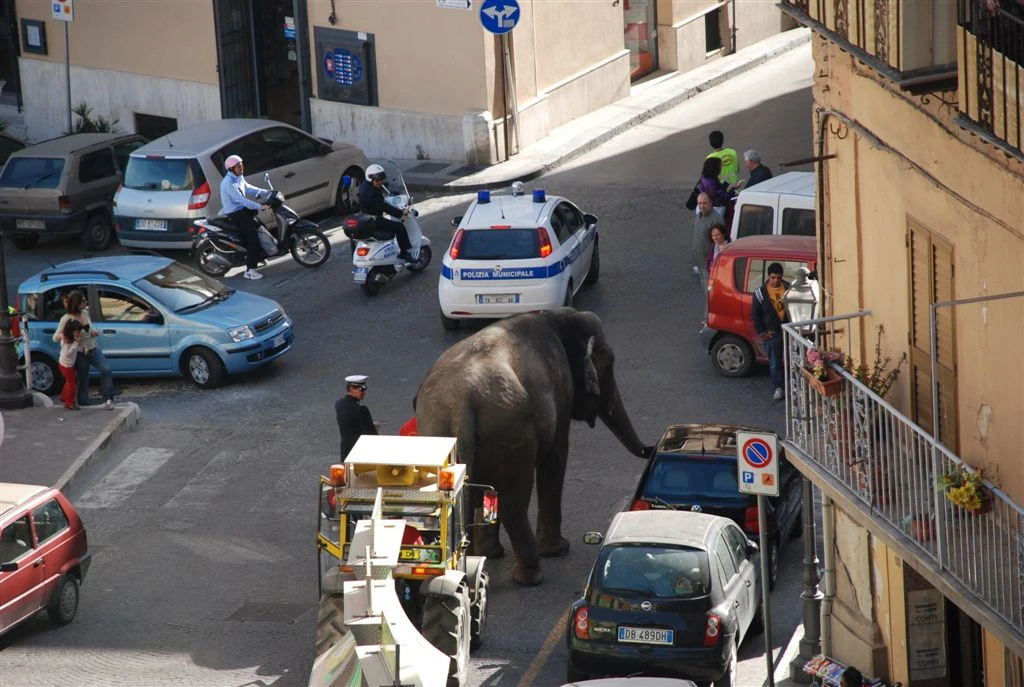 L'elefante Mia scappa dal circoe gira per Roma in cerca di cibo