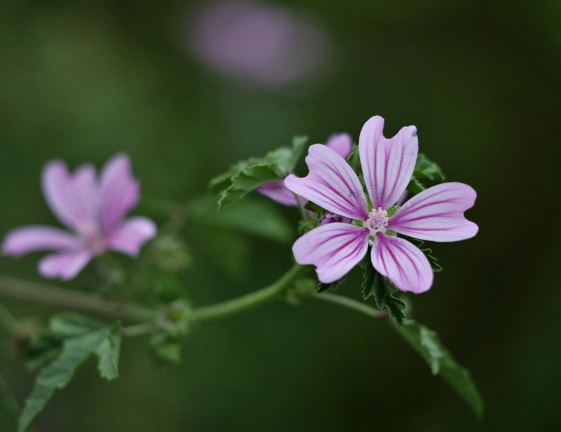 Tisana alla malva? Tre proprietà benefiche eccezionali
