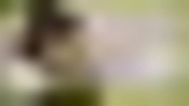 L'Iran diffonde video: la "81ma ondata" di missili contro Israele