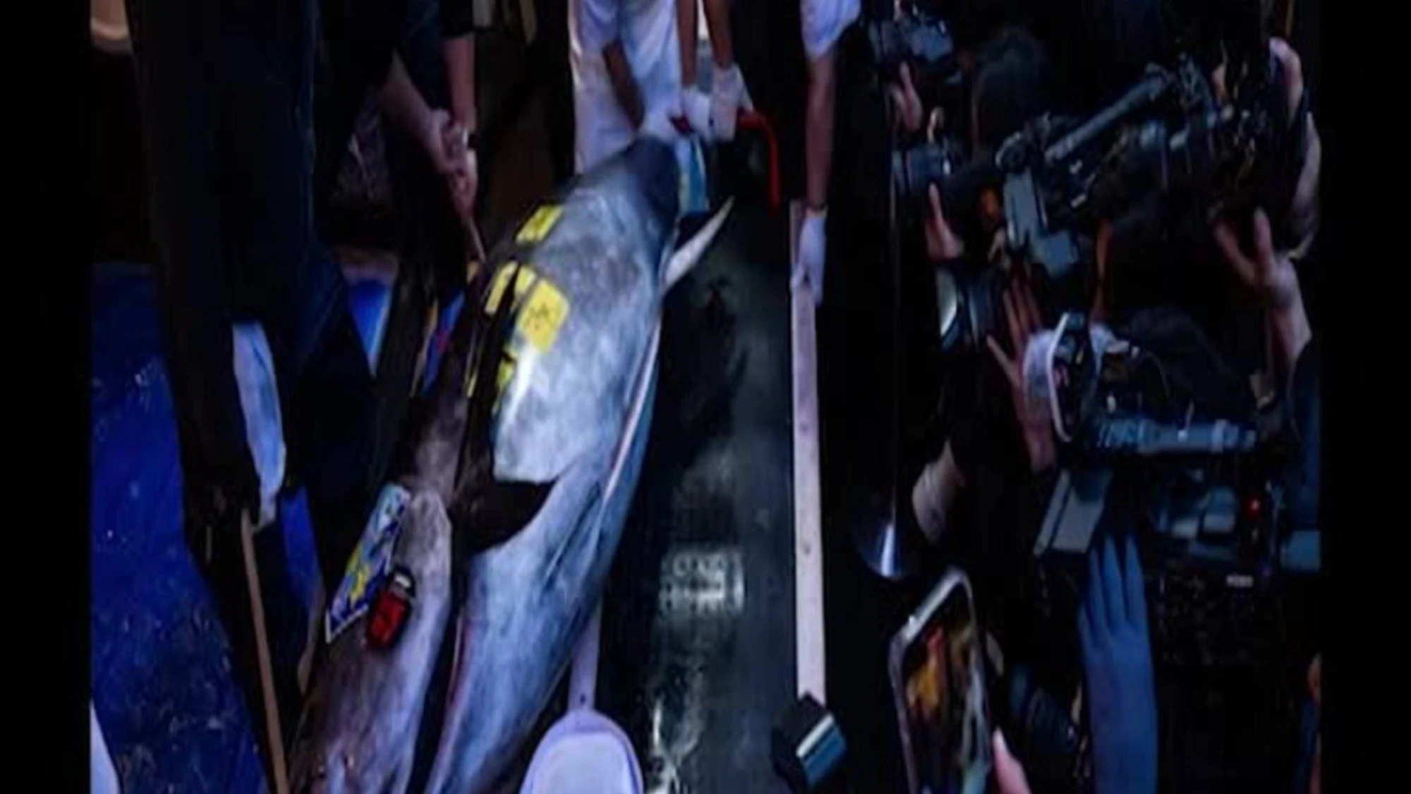 Tokyo, record per un tonno rosso Oma da 243 chili: venduto all'asta per 3,2 milioni di dollari