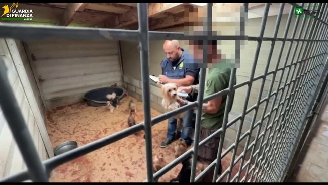 A Varese scoperto un allevamento abusivo di cani, due denunce per maltrattamenti