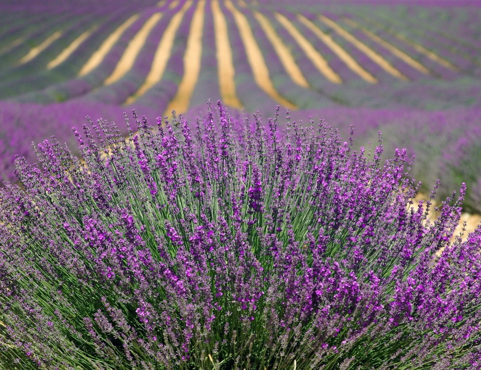 Leggi l'articolo: Lavanda, gli effetti sul corpo: rimedio naturale