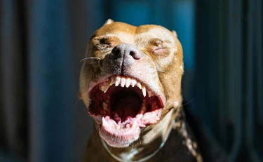 Ischia, donna azzannata da un pitbull: gamba amputata, il cane fa una brutta fine