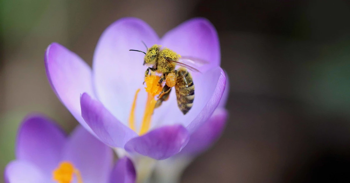 "Voci dalle Oasi": la playlist di 3Bee che suona per la salvaguardia della biodiversità