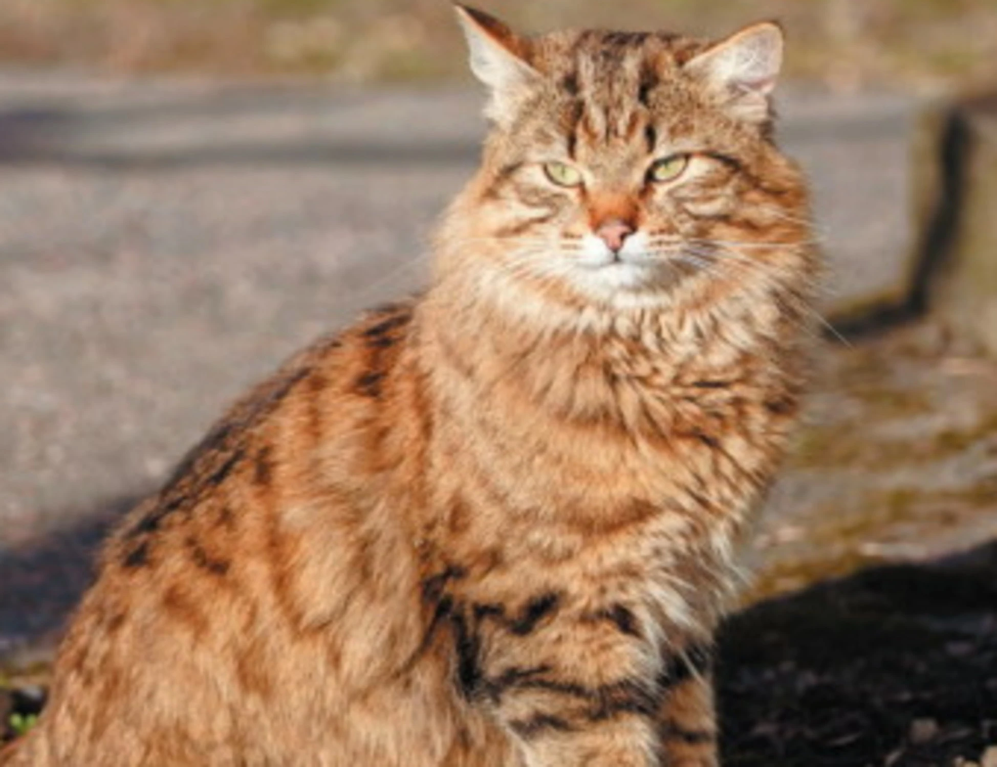 Una spina dorsale da supereroi: ecco perché i gatti cadono in piedi