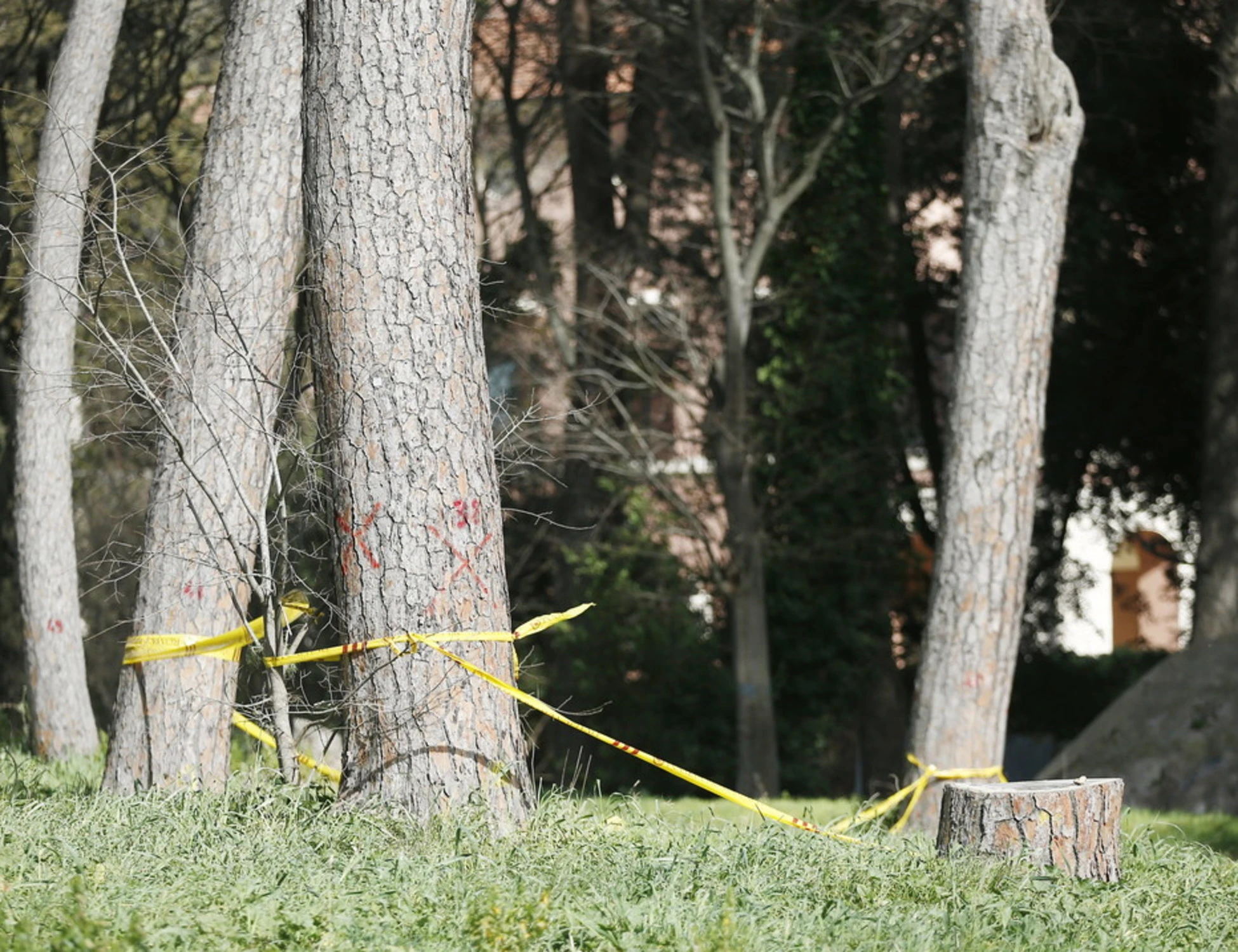 Orrore a Roma, neonata trovata morta vicino a una siepe a Villa Pamphili