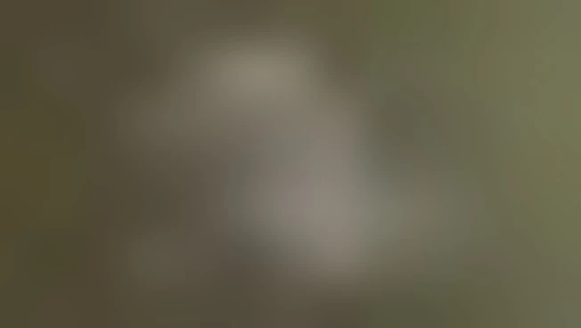 Giornata Nazionale Abiti Storici: identità, Made in Italy e storia