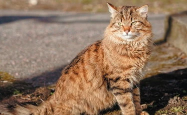 Una spina dorsale da supereroi: ecco perché i gatti cadono in piedi