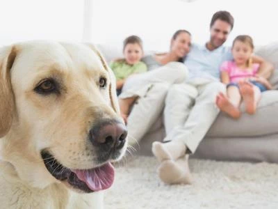 Pet care, vale 1,8 miliardi di euro il mercato del cibo per gli animali da compagnia