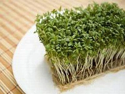 Universo Vegano, il successo del fast food &apos;cruelty free&apos; italiano