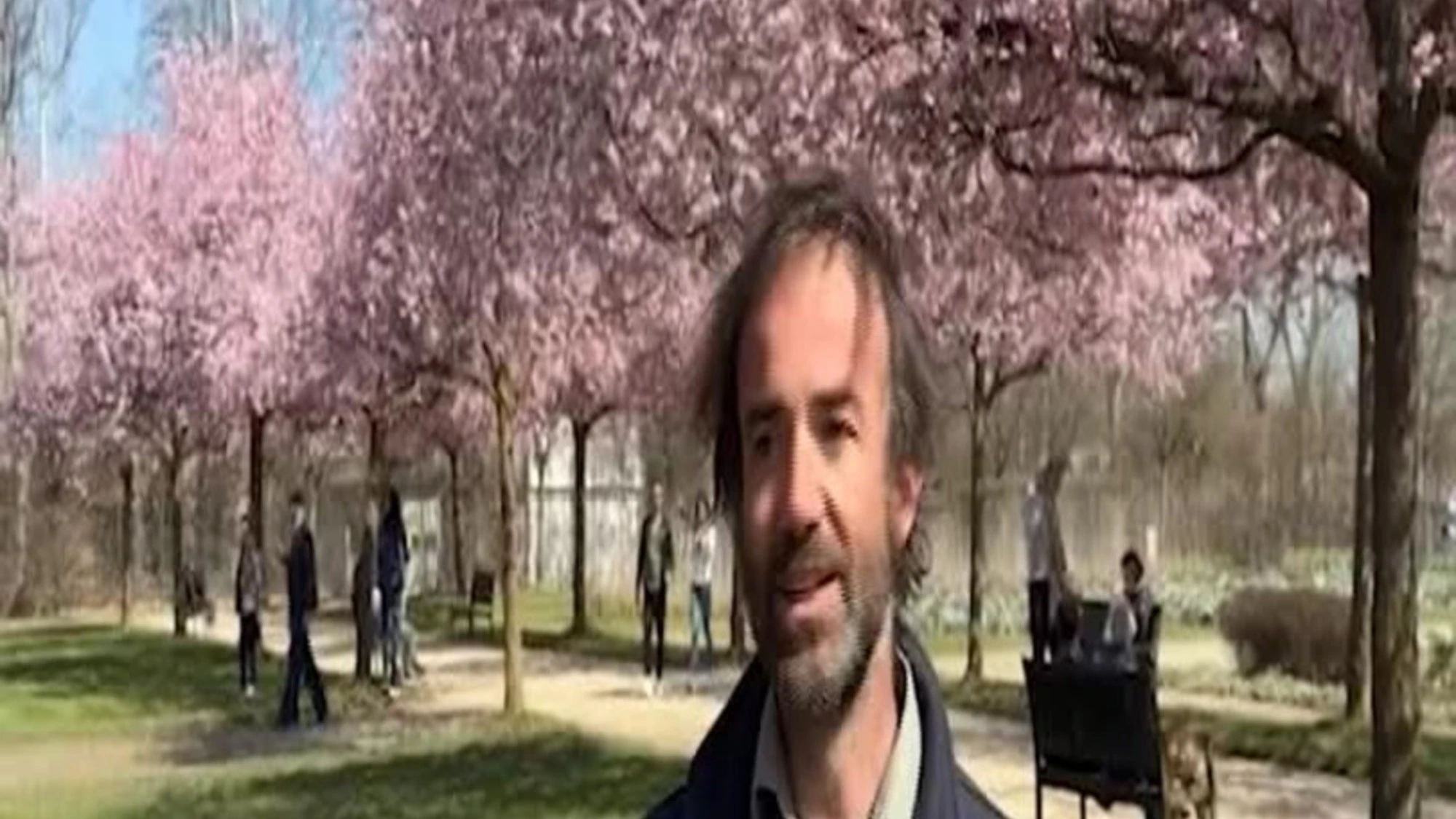 Lo spettacolo dei ciliegi in fiore alla Reggia di Venaria