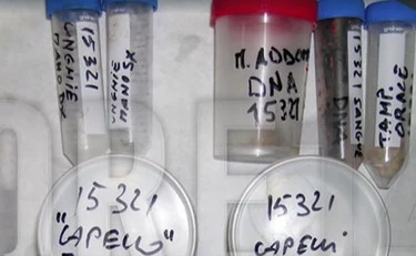 Garlasco, "il Dna sotto l'unghia è suo": la prova regina contro Andrea Sempio?