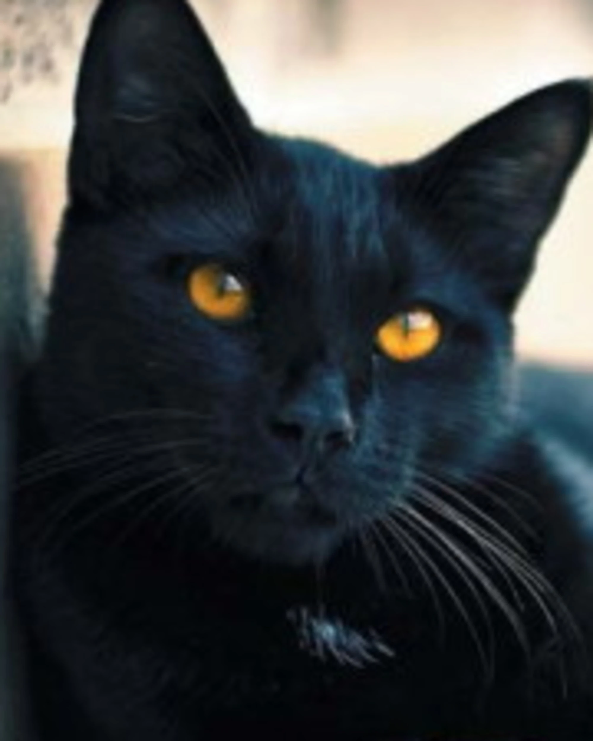 Arriva la "notte delle streghe" invasati a caccia di gatti neri