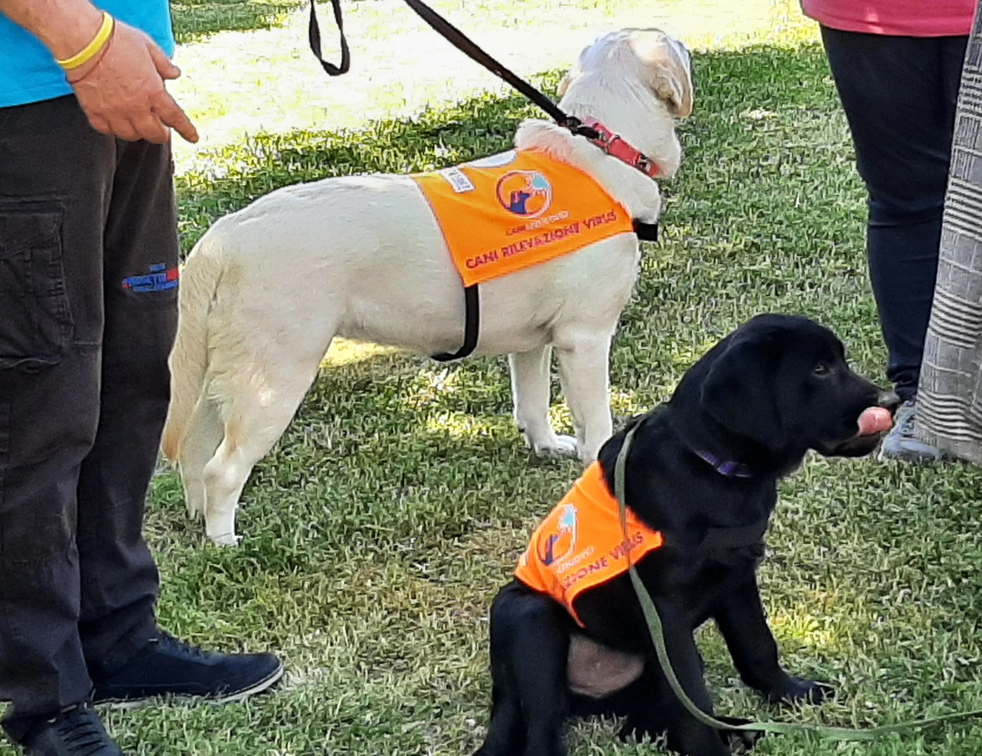 Cuneo, follia pro-Pal: Israele fuori dal campionato addestratori di cani