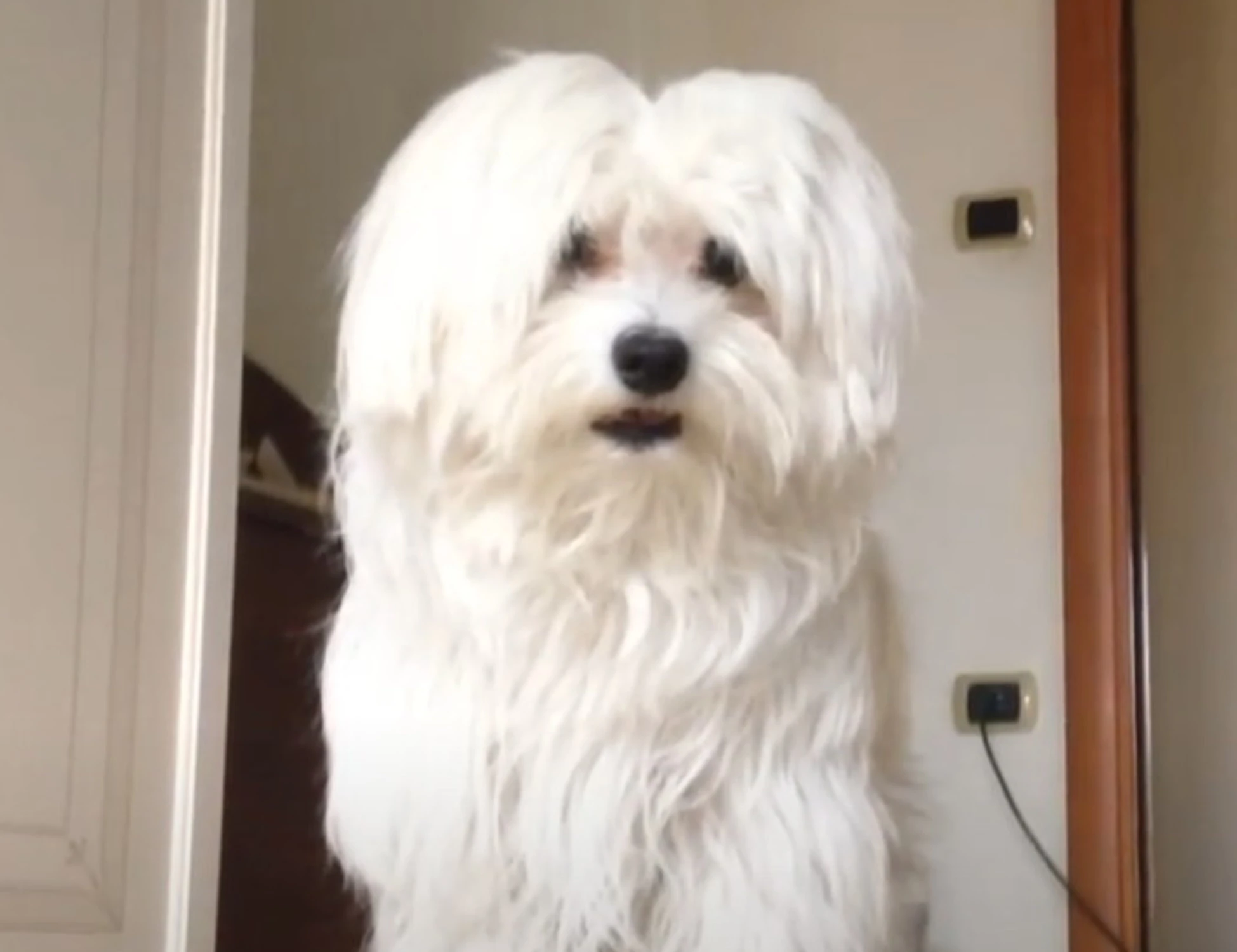 Napoli, "vuoi rivedere il cane, dammi i soldi": 16enne in manette