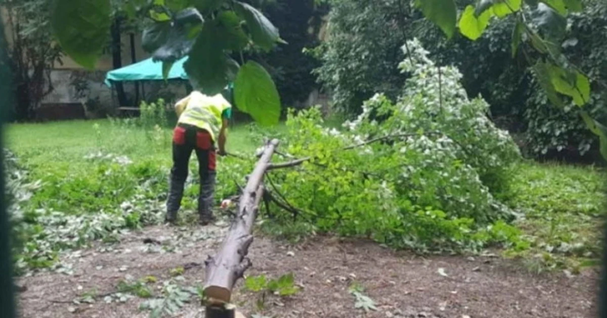 Milano, Comune ordina abbattimento degli alberi del Giardino di via Scaldasole