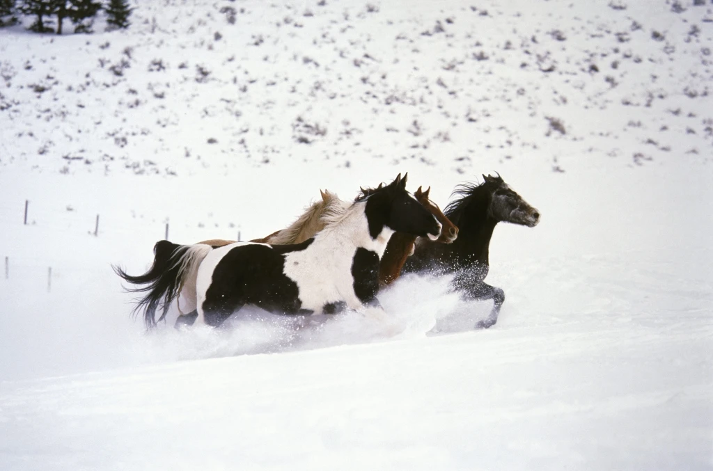 Cavalli in balia del maltempo