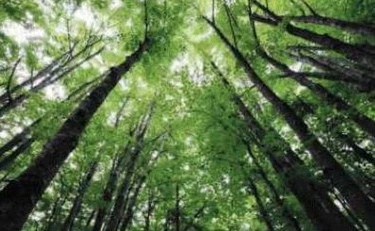 Gli alberi sono eroi silenziosi con i superpoteri