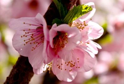 Arriva la cella solare che imita la natura e produce energia dai colori delle piante