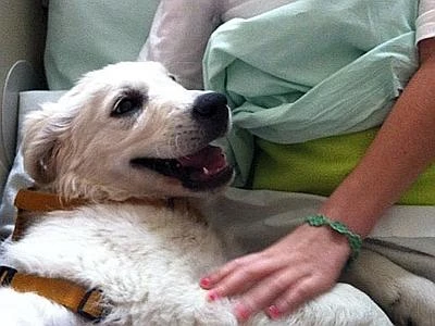 Portos, il cucciolo di Golden Retriever che ha aiutato una bimba in depressione