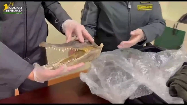 Sequestrata all'aeroporto di Palermo testa di un coccodrillo in via d'estinzione
