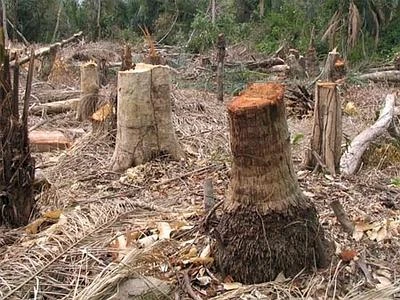 L'Asia Pulp and Paper sta disboscando Sumatra, stop ai finanziamenti